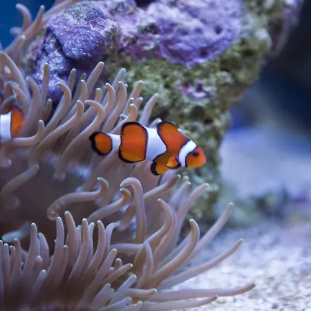 Hawksmoor 5* Windermere