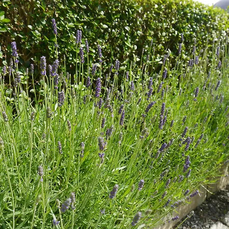 Πανσιόν Hawksmoor Windermere