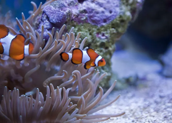 Hawksmoor 5* Windermere