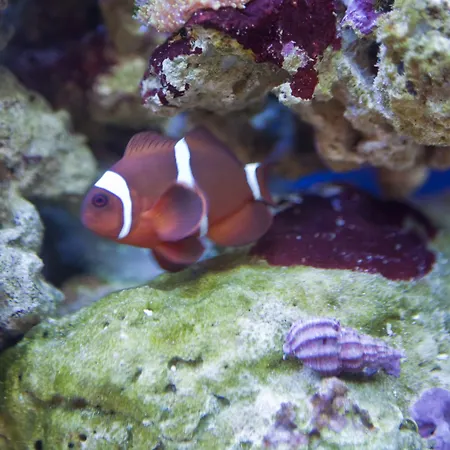 Gasthuis Hawksmoor 5*