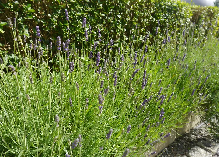 Guest house Hawksmoor Windermere